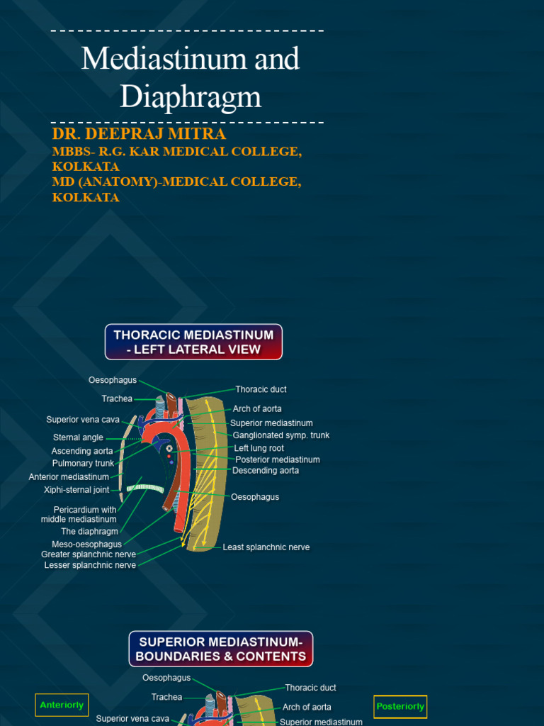 THE MEDIASTINUM ^0 THE DIAPHRAGM_Final 2 | PDF | Aorta | Esophagus