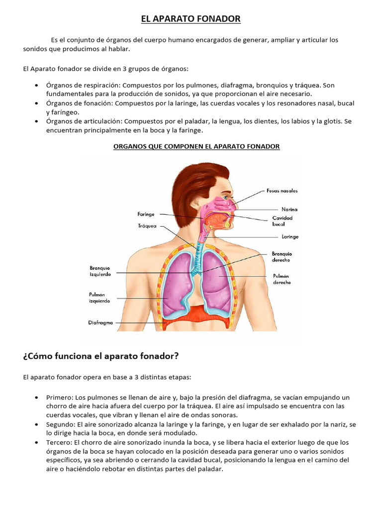 Funcionamiento y cuidado del aparato fonador | PDF