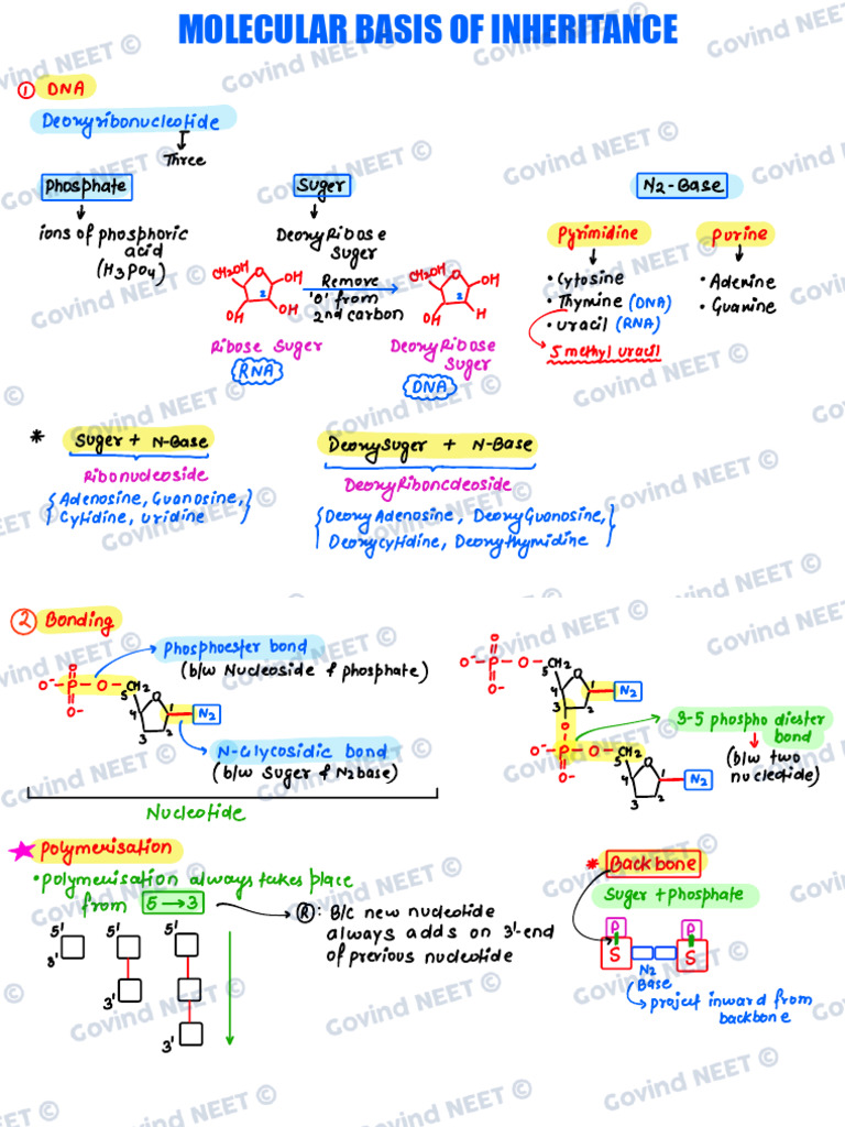 Molecular Basis of Inheritance | PDF