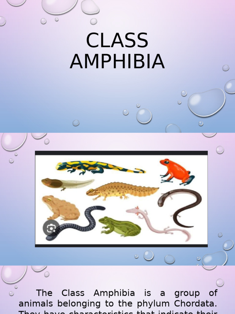 Characteristics of Amphibians Explained | PDF