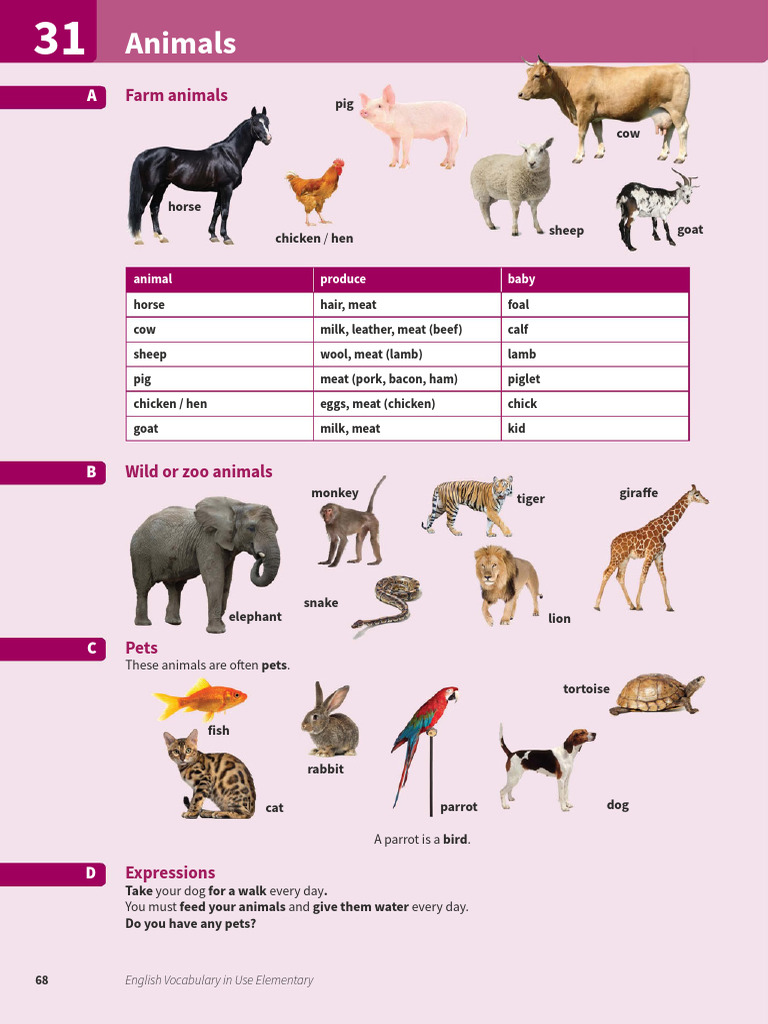 English Vocabulary in Use (TBC) Elementary - Animals | PDF | Pig | Sheep