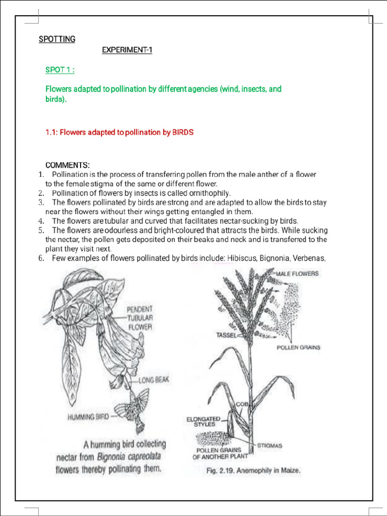 1. Expt-1 (Spotting-1)- Pollination by Wind, Insects and Birds | PDF