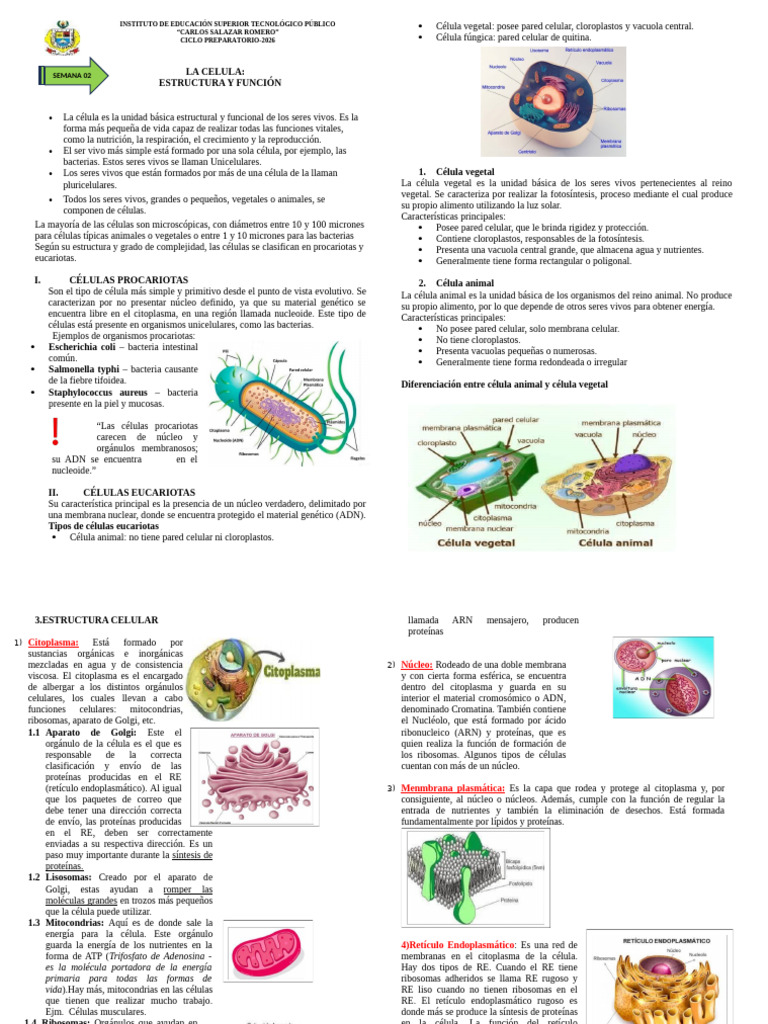 Estructura y Función de la Célula | PDF | Biología Celular) | Citoplasma