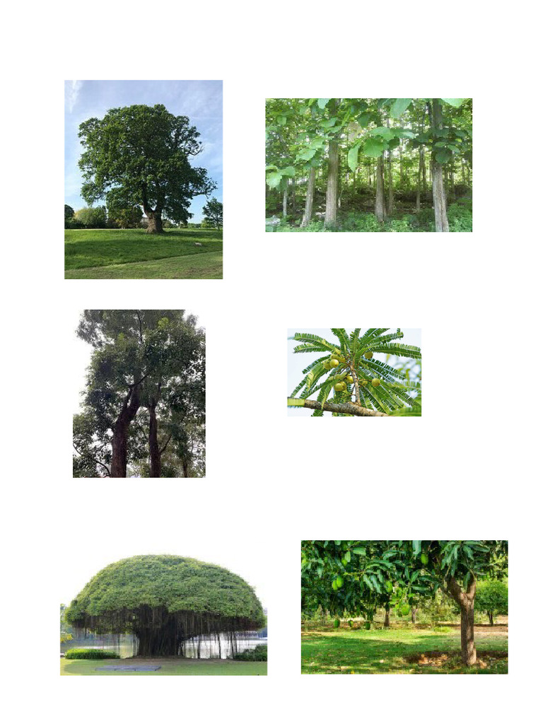 Trees | PDF