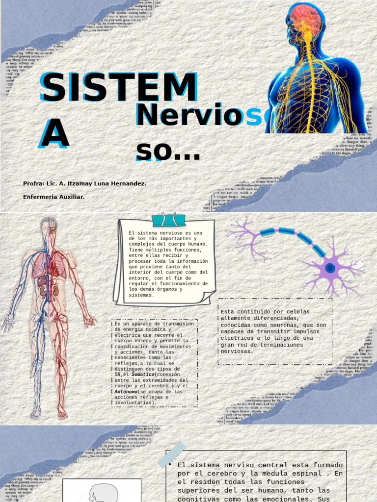 Estructura y Funciones del Sistema Nervioso | PDF | Axon | Cerebro