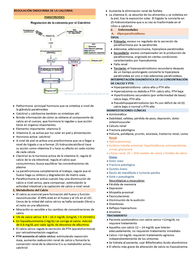 Regulación de Calcemia y Paratiroides | PDF | Vitamina D | Enfermedades ...
