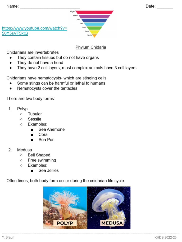 Cnidaria Teacher | PDF | Biology | Venomous Animals