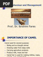 Camel Reproduction Management Guide | PDF | Reproductive System | Human ...