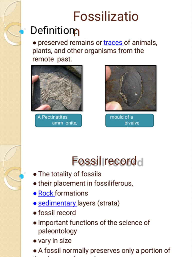 Understanding Fossilization Processes | PDF | Fossil