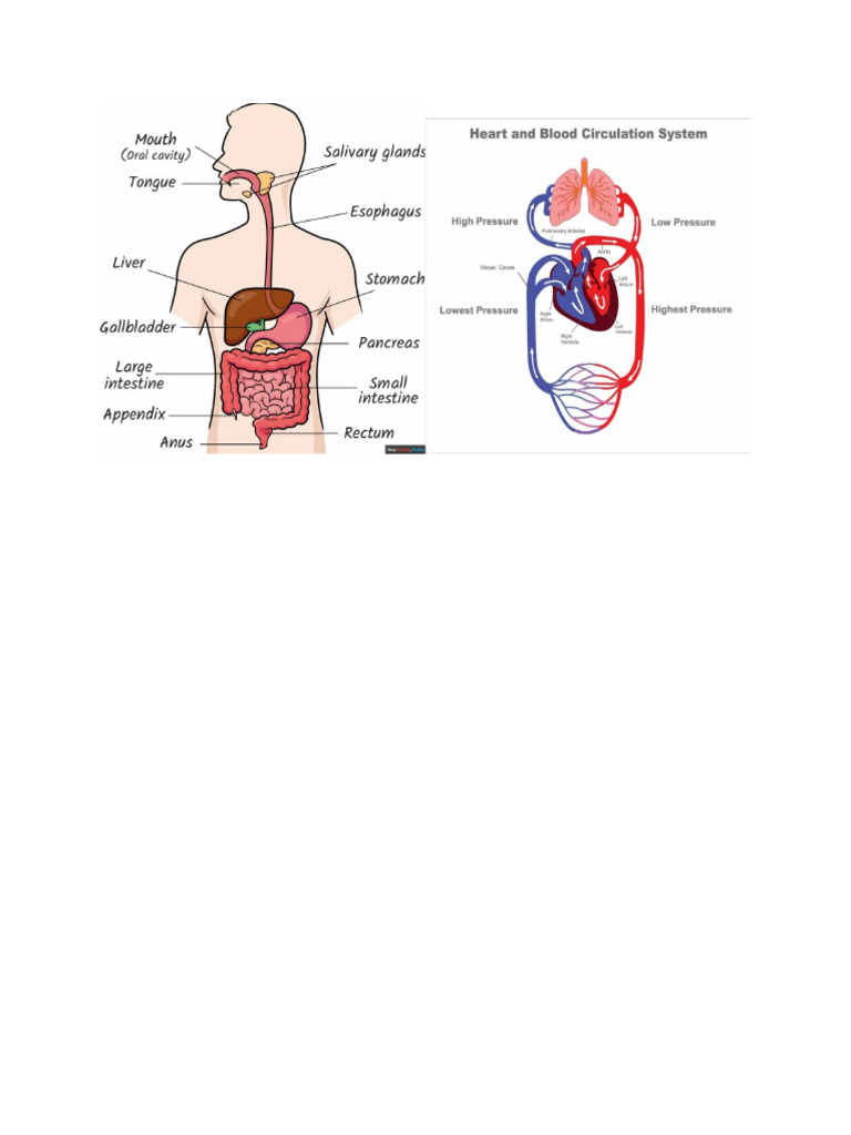 Body Systems | PDF
