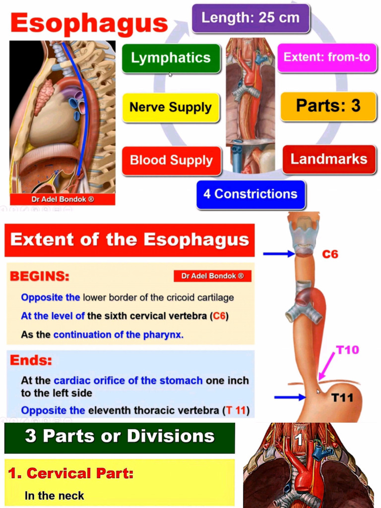Thorax Anatomy Part 2 Adil Bandok | PDF