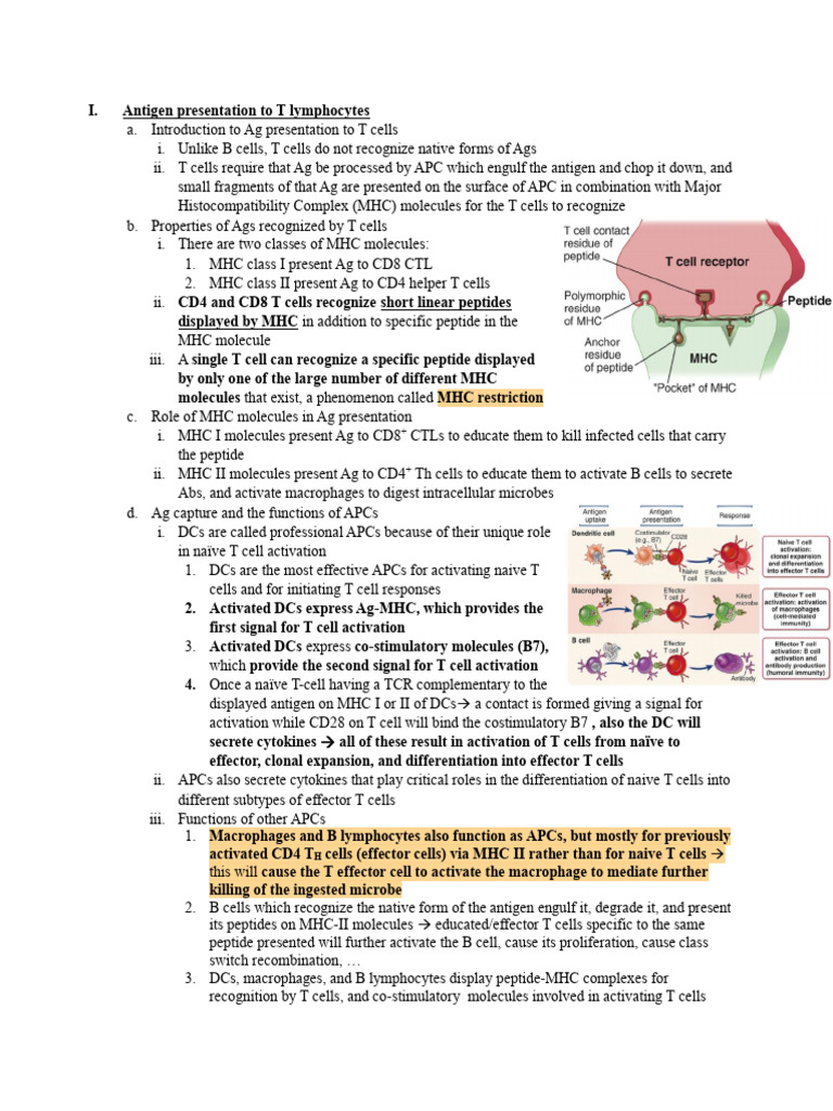 Antigen Presentation and MHC Functions | PDF | T Cell | Major ...