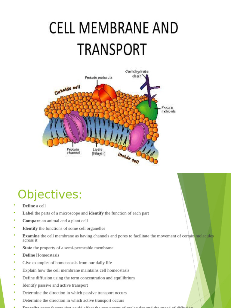 Understanding Cells and Membrane Functions | PDF | Cell Membrane ...