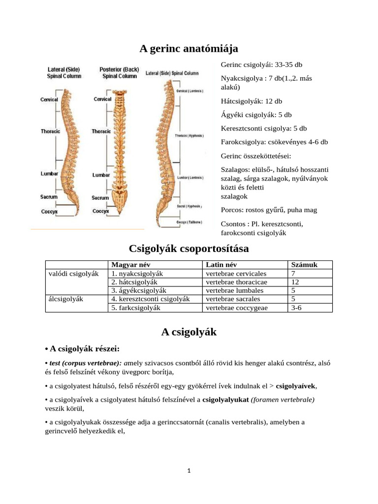A Gerinc Anatómiája | PDF