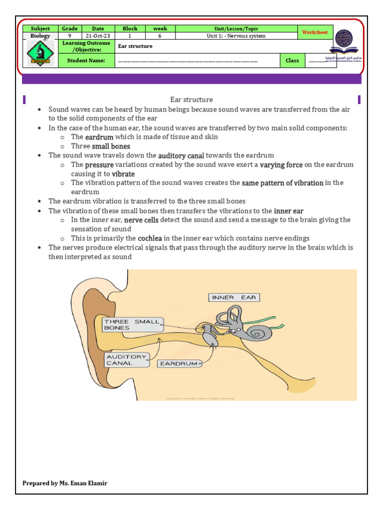 Understanding Human Ear Structure | PDF