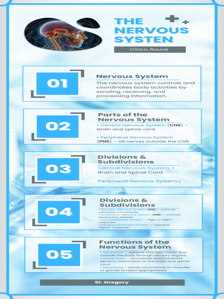 Overview of the Nervous System | PDF