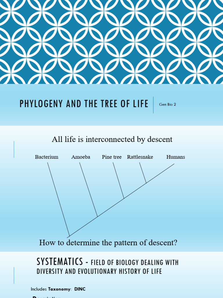 Understanding Phylogeny and Systematics | PDF | Phylogenetic Tree ...