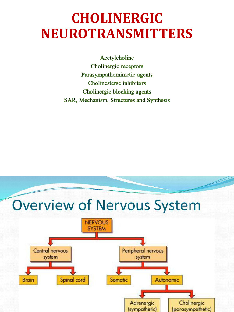 Cholinergic Neurotransmitters Overview | PDF