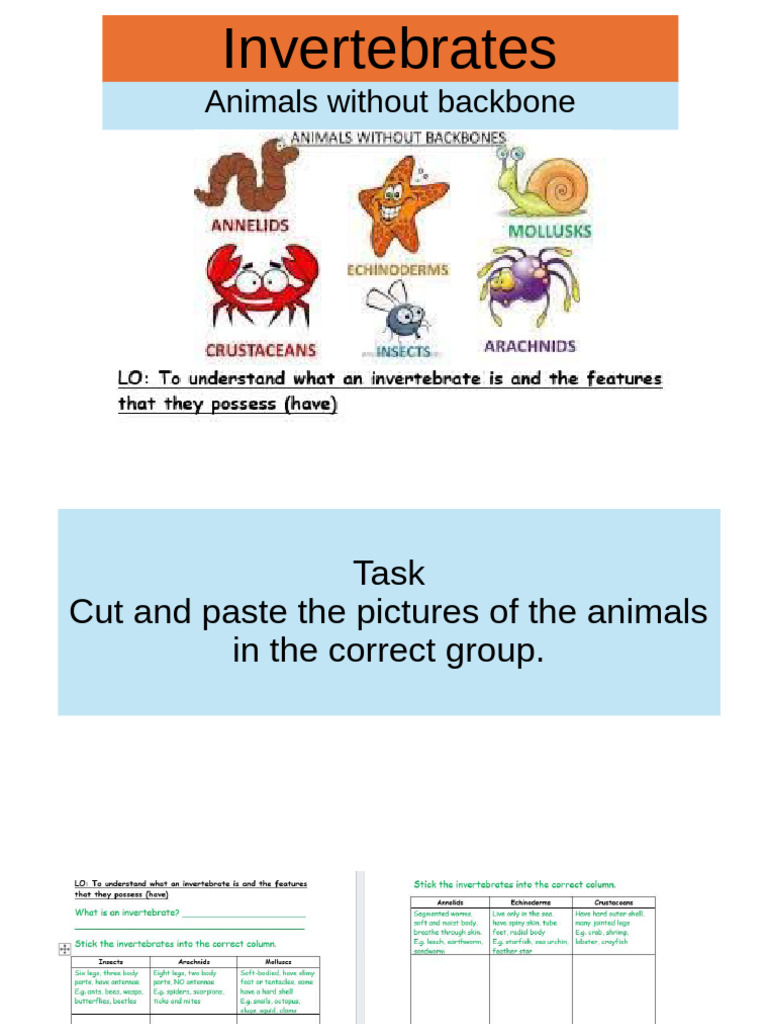 Invertebrates: Animal Classification Task | PDF