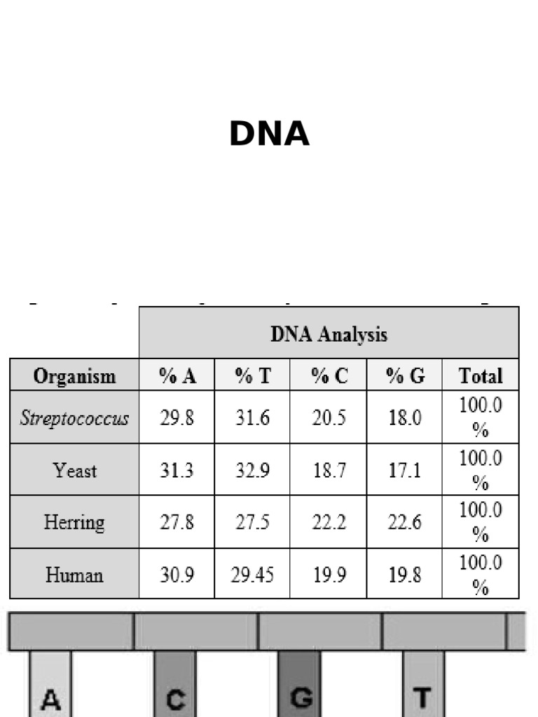 Understanding DNA Structure and Function | PDF