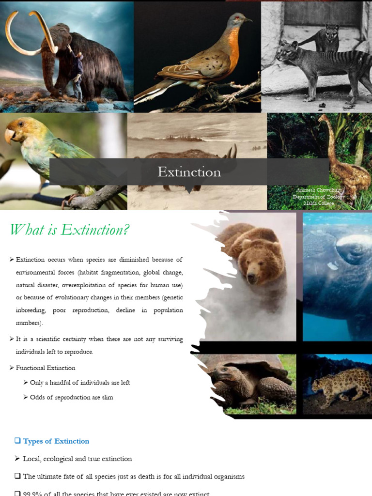 Understanding Extinction: Causes & Types | PDF | Extinction | Evolution