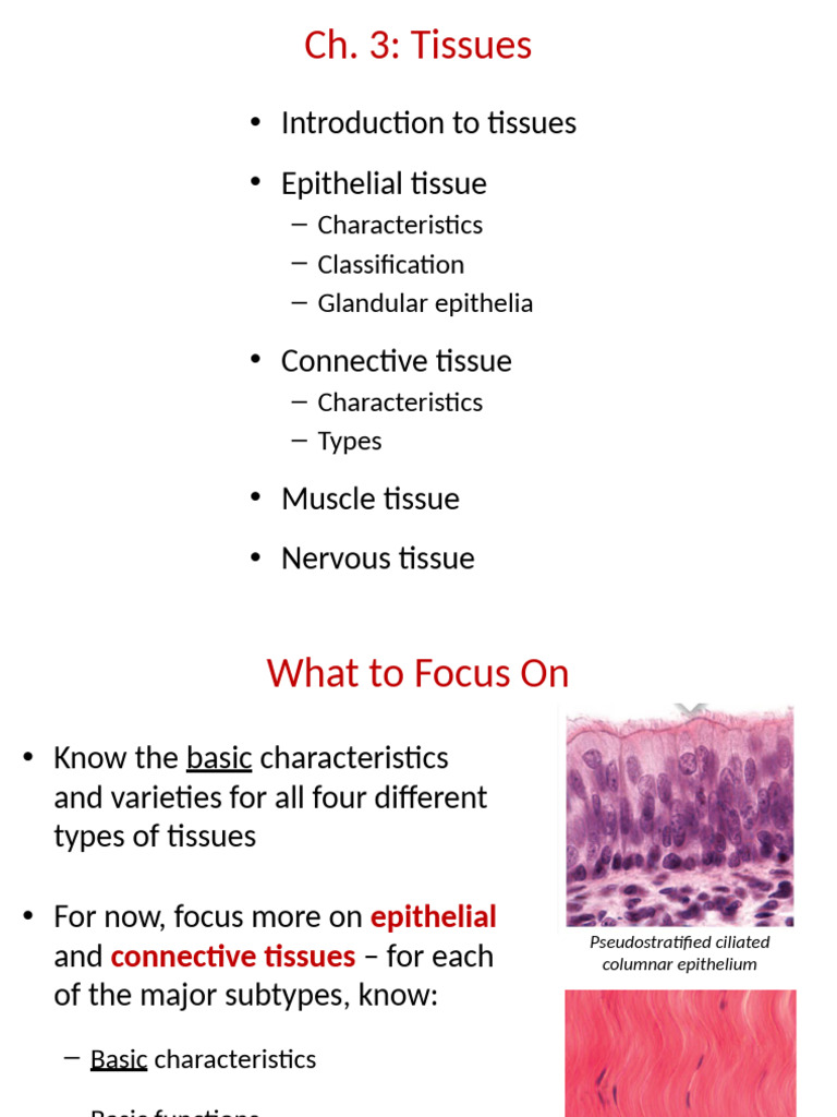 Overview of Human Tissue Types | PDF