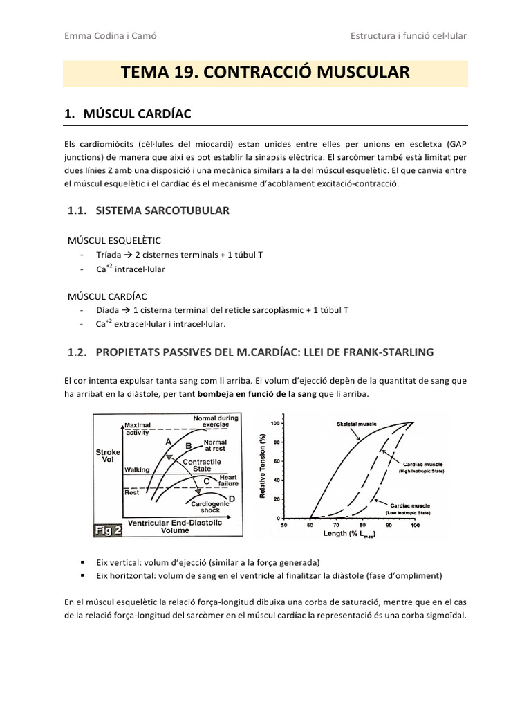 múscul llis | PDF