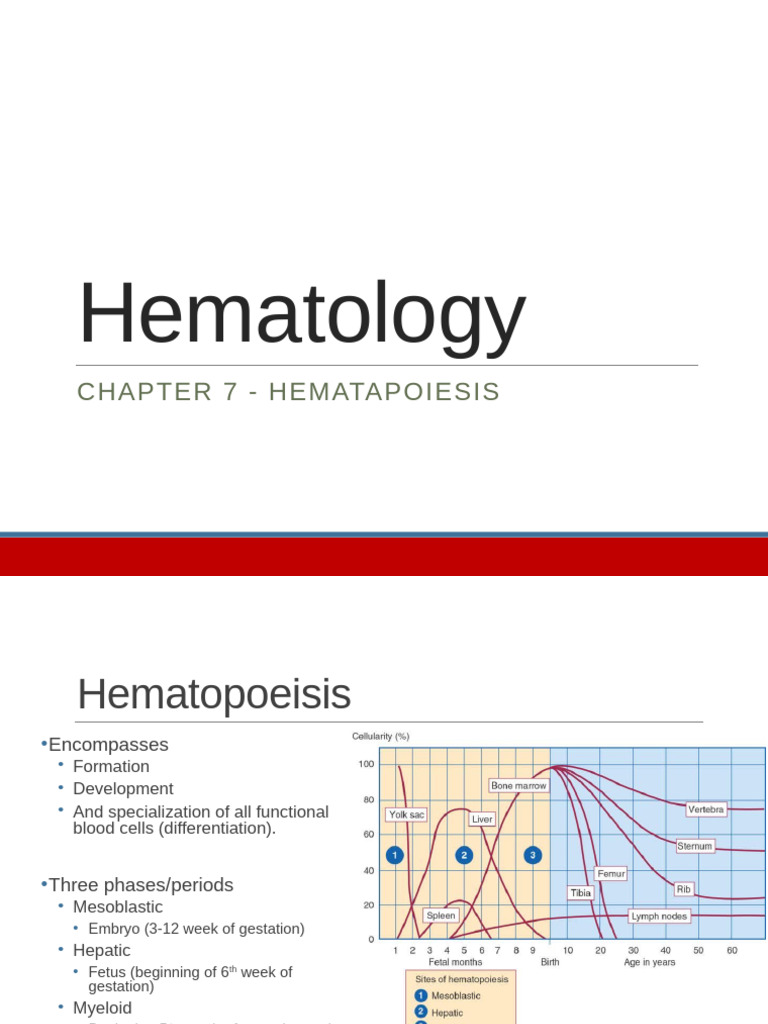 Hematopoiesis: Blood Cell Formation Overview | PDF | Haematopoiesis ...
