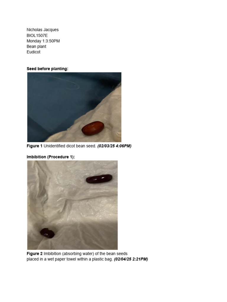 Bean Plant Germination Process Steps | PDF