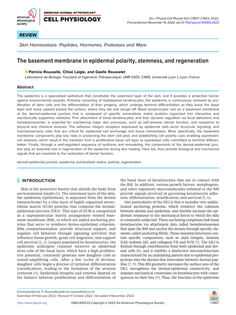 Skin Homeostasis: Role of Basement Membrane | PDF | Epidermis | Cell ...