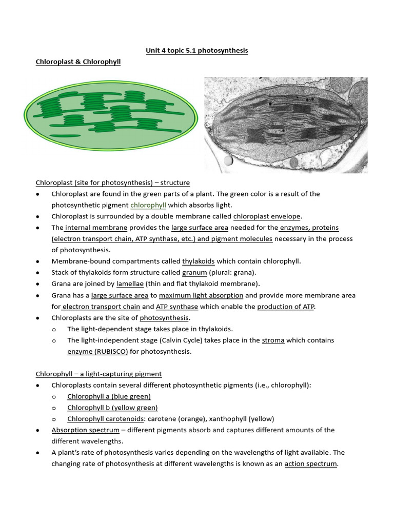 Photosynthesis and Ecosystem Dynamics | PDF | Virus | Chloroplast