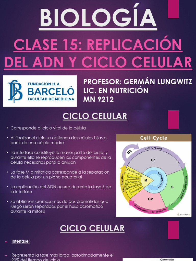 Replicación del ADN y Ciclo Celular | PDF | Mitosis | Mitosis