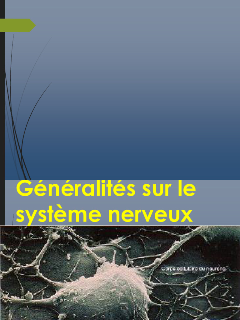 Généralités sur le Système Nerveux | PDF | Système nerveux central ...