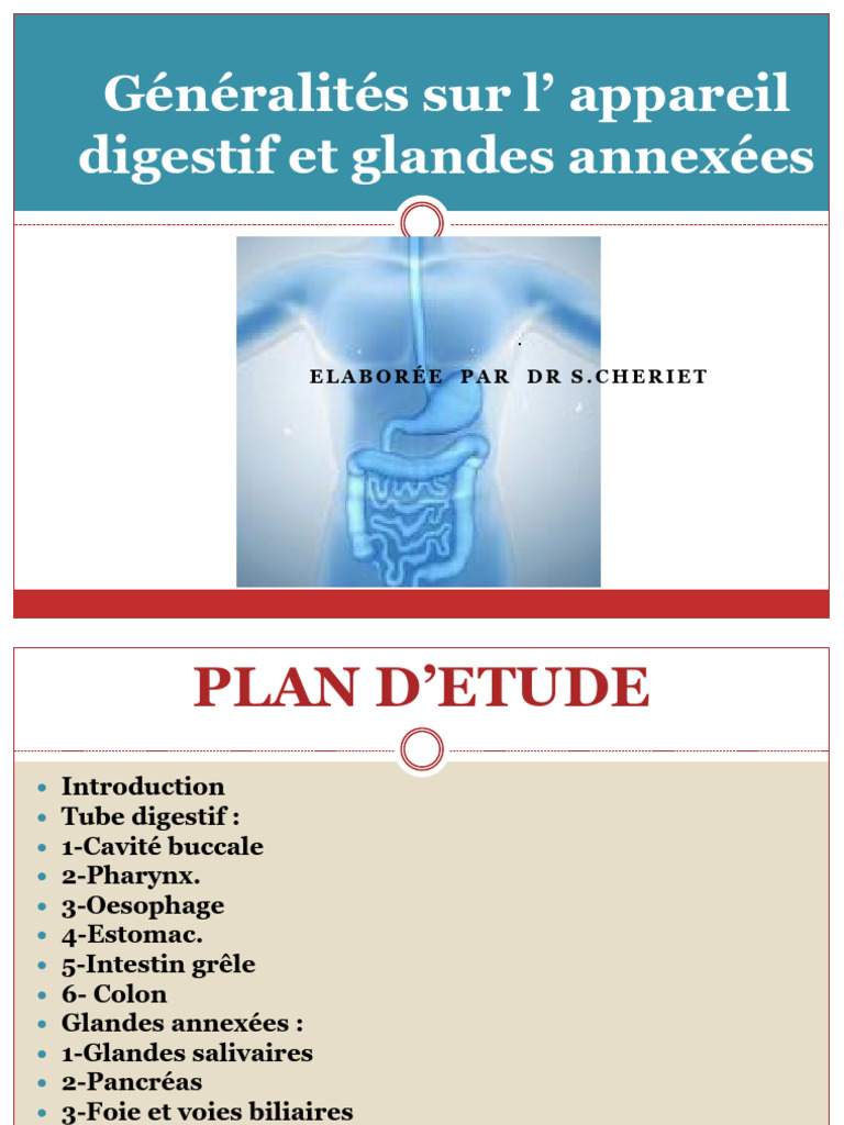 Anatomie et physiologie de l'appareil digestif | PDF | Appareil ...