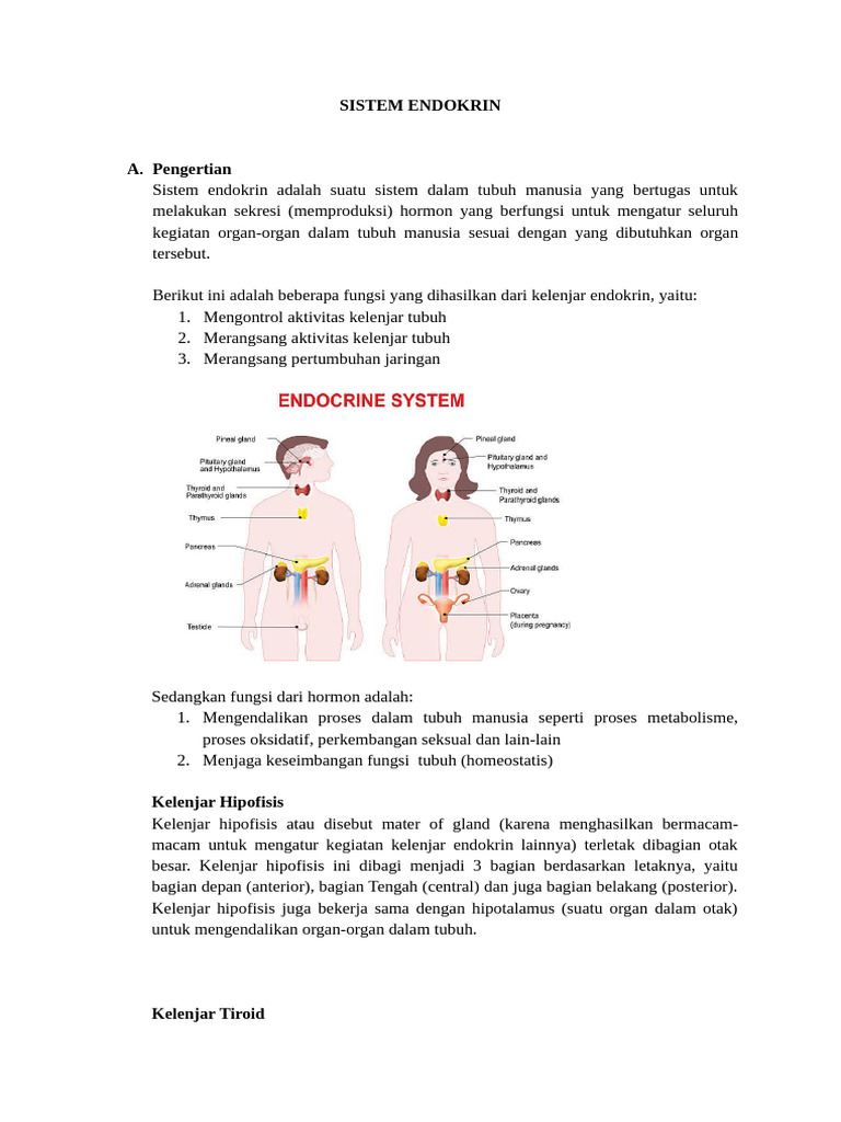 Fungsi dan Gangguan Sistem Endokrin | PDF