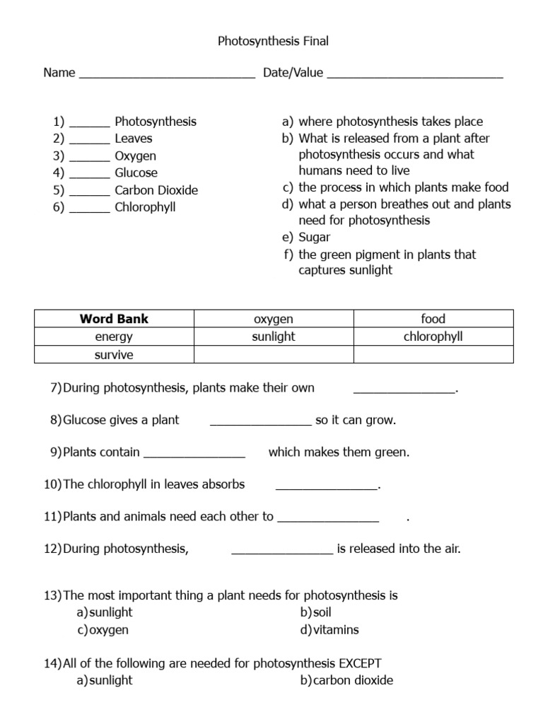 Understanding Photosynthesis Basics | PDF | Photosynthesis | Plants