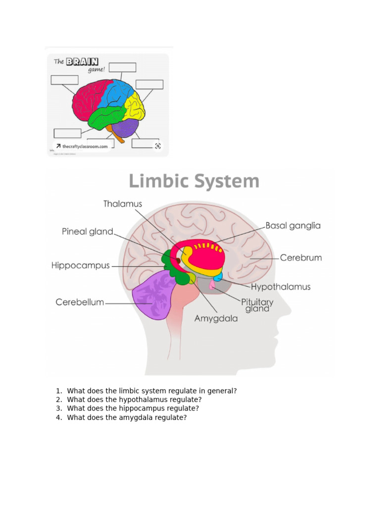 Brain Game and Limbic System For Students | PDF