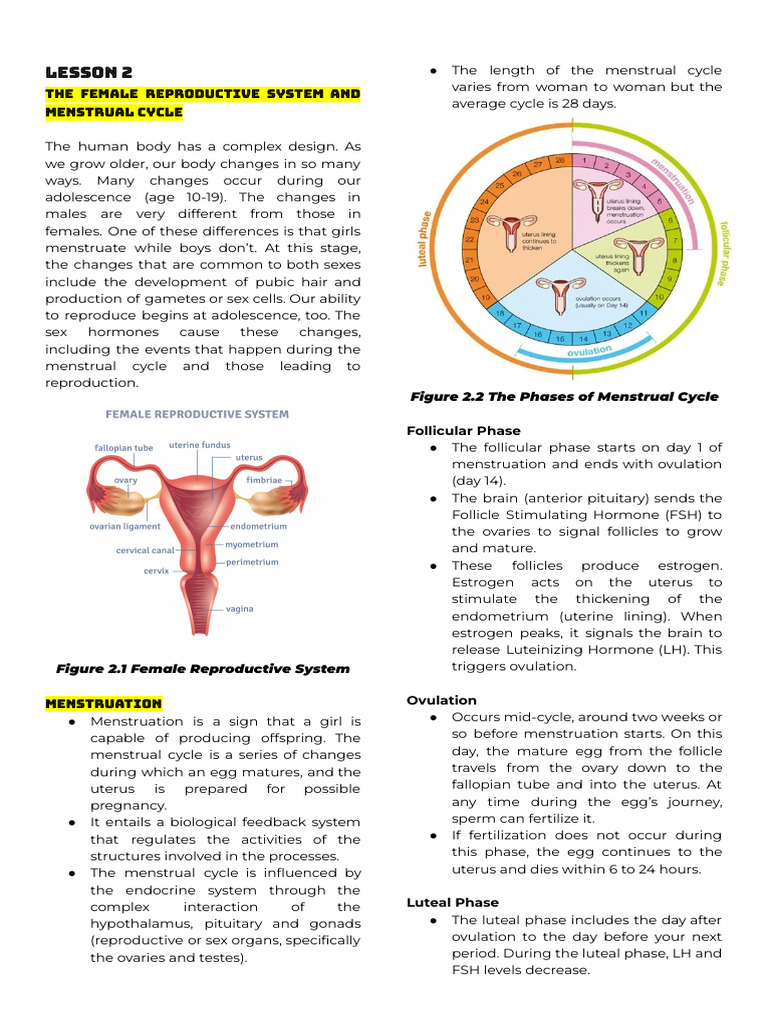 Understanding the Menstrual Cycle | PDF | Menstrual Cycle | Sexual Anatomy