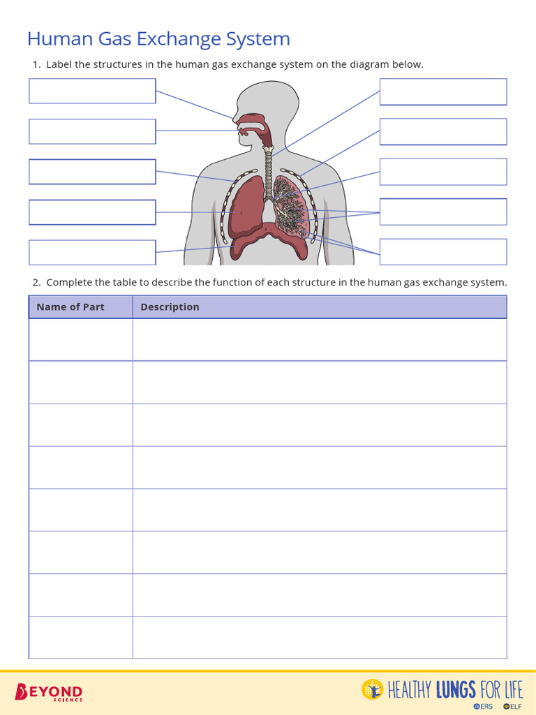 Human Gas Exchange System Guide | PDF