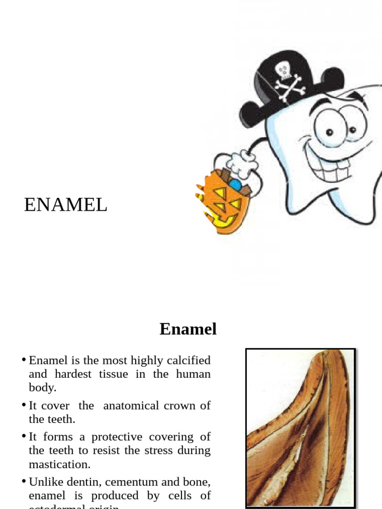 Understanding Enamel Structure and Properties | PDF | Tooth Enamel ...
