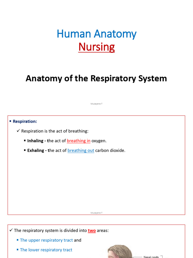 Anatomy of the Respiratory System | PDF | Respiratory Tract | Lung