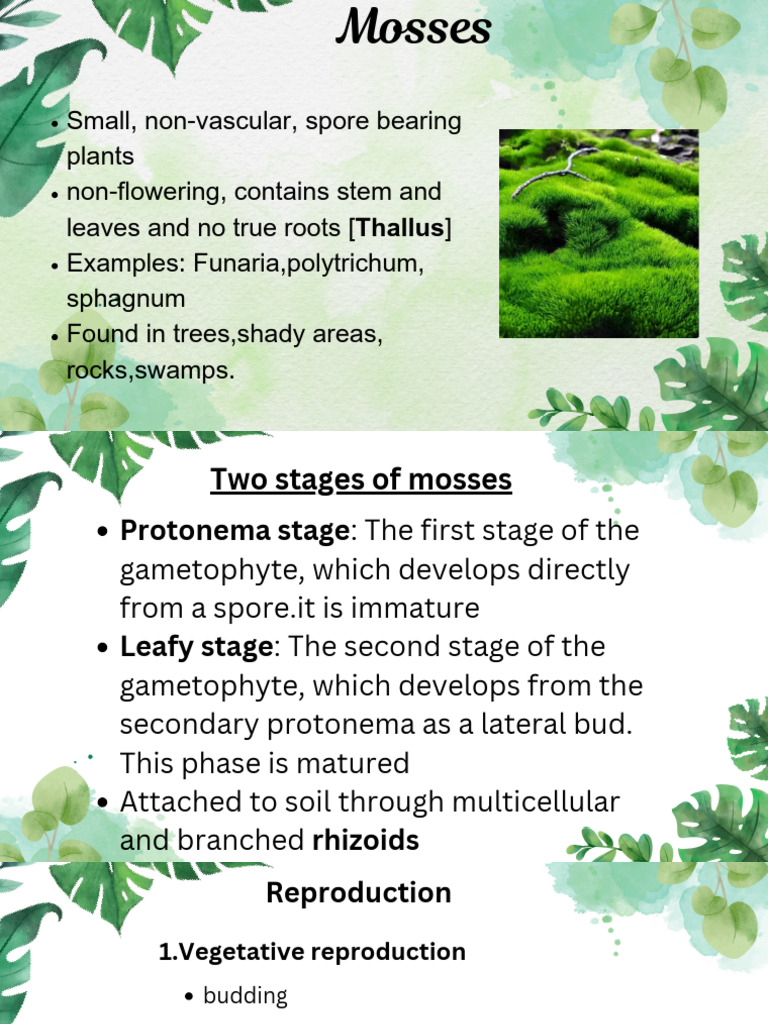 Overview of Mosses and Their Reproduction | PDF