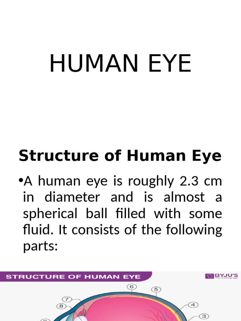 Anatomy and Function of the Human Eye | PDF | Eye | Human Eye