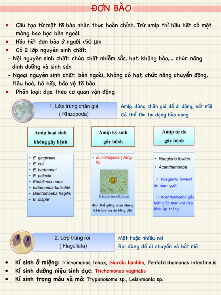 Amip - Trùng Roi | PDF