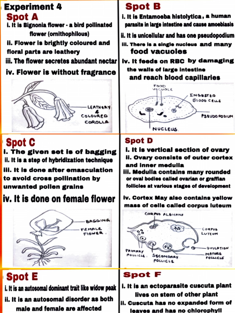Plant and Parasite Identification Guide | PDF | Flowers | Ovary