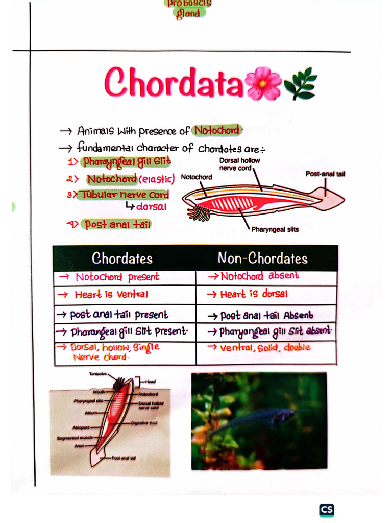 Chordata | PDF