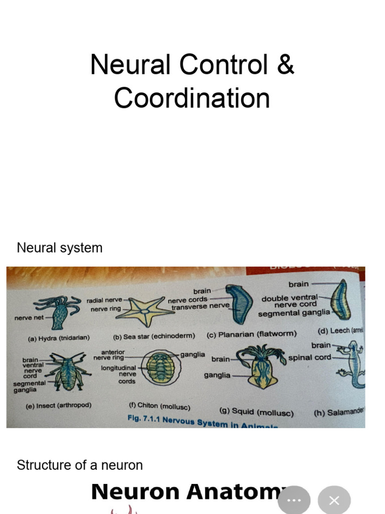 Neural Control and Impulse Transmission | PDF