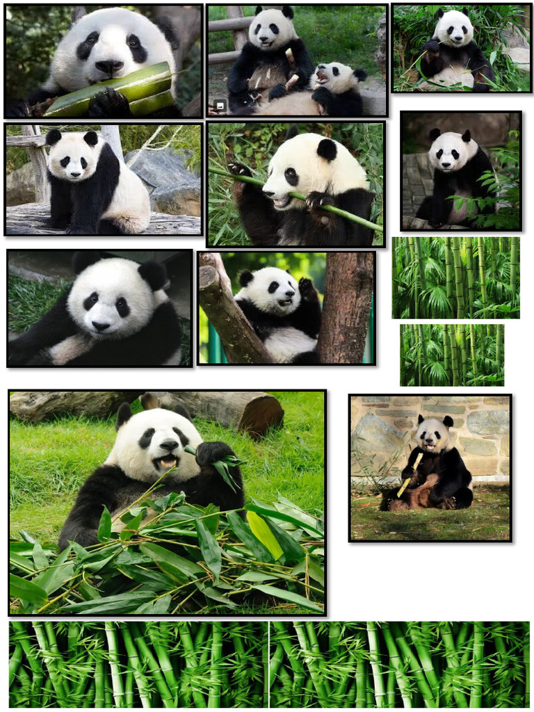Panda Project | PDF