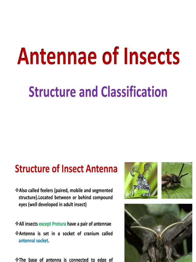 Antennae of Insects | PDF