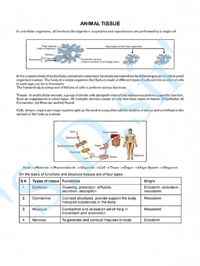 Animal Tissue Theory -'s.d.sir's Notes (1) | PDF | Epithelium ...